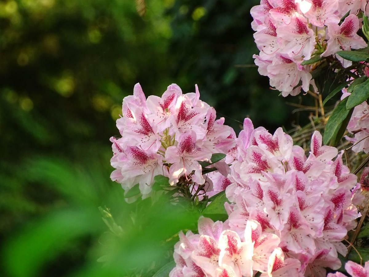 B&B De Bloesem Hoeselt ภายนอก รูปภาพ